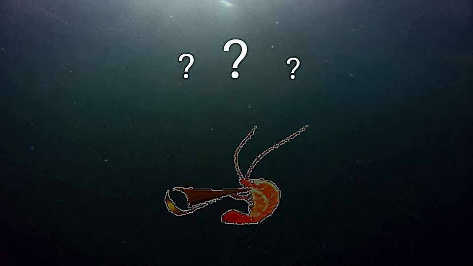 ???